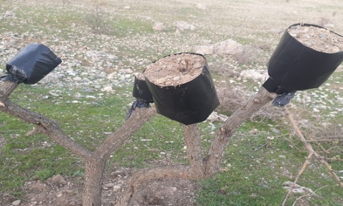 Güneydoğu Dağlarında Yabani Ağaçlar Ekonomiye Kazandırılıyor