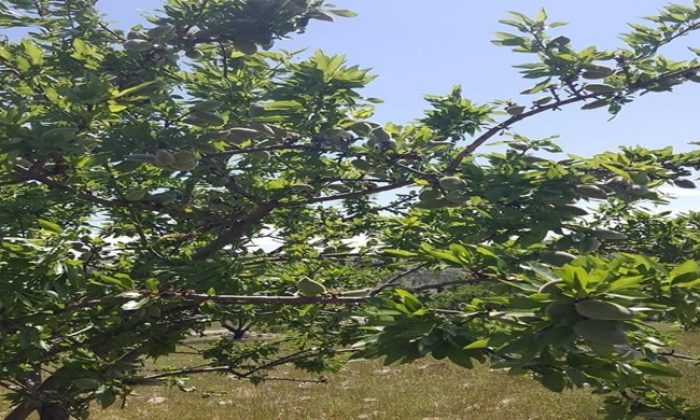 Şanlıurfa’da Gelir Getirici Bademler Meyve Vermeye Başladı