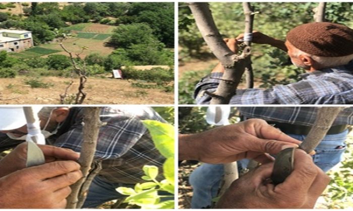 Siirt’te Fıstık Aşılama Dönemi Başladı