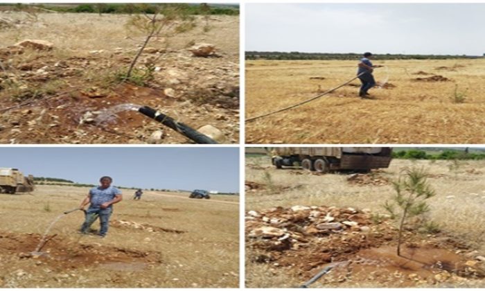 Şanlıurfa Orman Bölge Müdürü Cevdet Çiçek, Şanlıurfa’da Fidanlar Sulanıyor